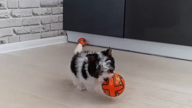Snezhnoe Korolevstvo AZAZEL, 2,5m, купить йорка, купить бивер-йорка, питомник бивер-йорков