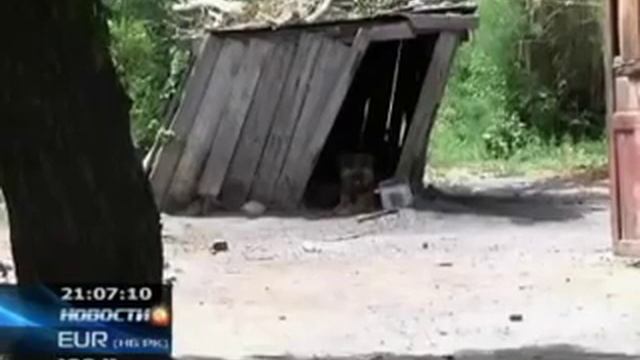 Собака насмерть загрызла ребенка смотреть онлайн