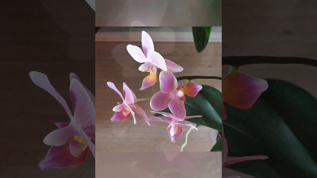 Фаленопсис Fragrance Lover
