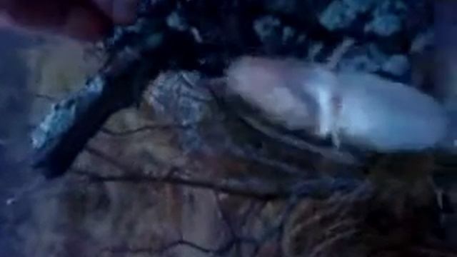 Налим на ладоге смотреть онлайн