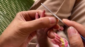 Mother cuts baby monkey Abi's nails