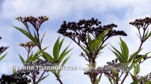 бузина травянистая