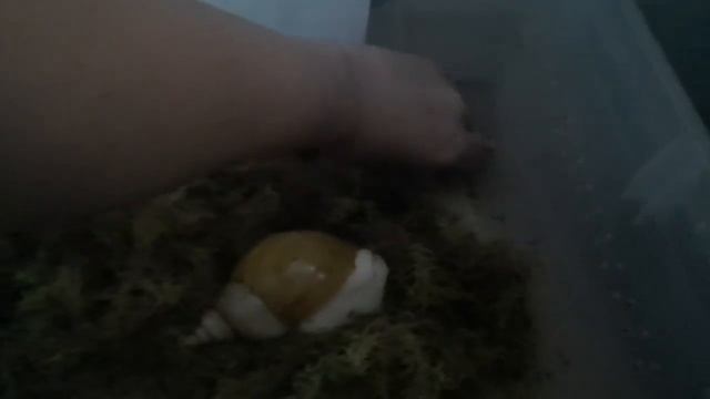 пробная кладка у улитки что это такое? что делать?блог ахатины улитка snail фулика