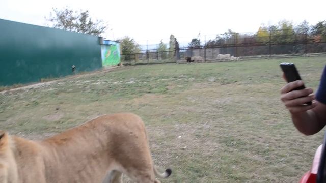 Почему львам нельзя быть толстыми . Как мы обманули Олежку :)) смотреть онлайн