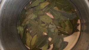 Первая течка у собаки, как быть?