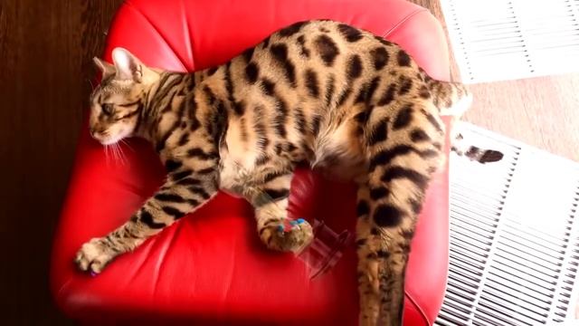 Плюсы и минусы бенгальской кошки