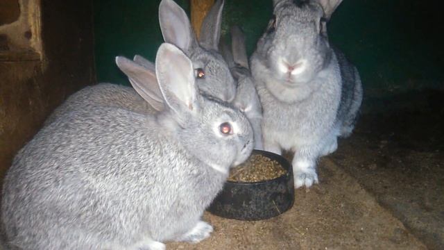 Чем кормить кролика? Что можно давать кроликам? Рацион кролика.28.11.2020 смотреть онлайн
