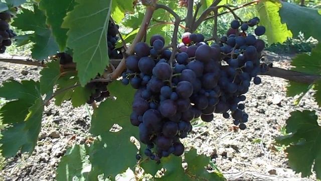 виноград Звезда Шао на 30.07.21г. смотреть онлайн