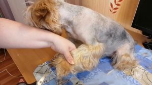 Стрижка Йорка. Училась стричь сама. Груминг