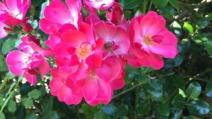 Pink Rosa Fuchsia Meillandecor Flowers In Garden #rose #rosier #fuchsia #meillandecor