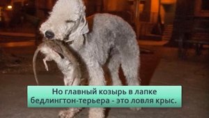 Бедлингтон терьер Истребитель крыс в штатах