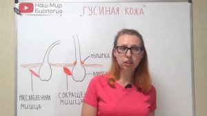 Что такое "гусиная кожа"? Механизм возникновения и функции "гусиной кожи".