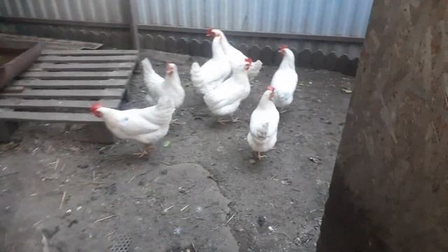 Несушка Коралл 5,5 месяца. смотреть онлайн