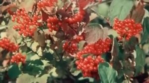 Моя печалинка.