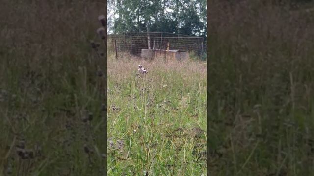 Армянский Лев С Урарту гампр в жилой деревни смотреть онлайн