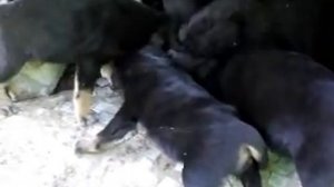 Звуки щенков