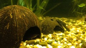 Мой аквариум на 140 литров. Обитатели аквариума и растения