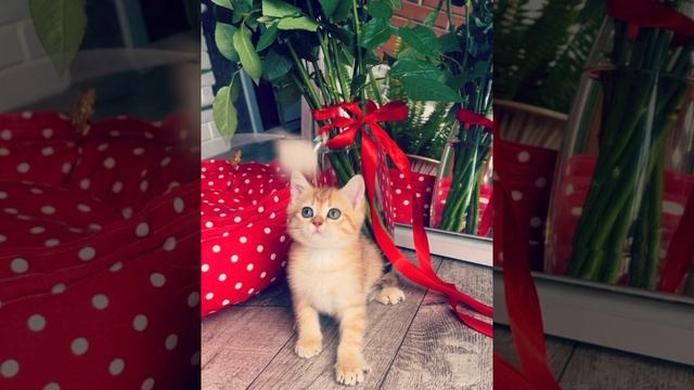 Золотая шиншилла ❤️❤️❤️