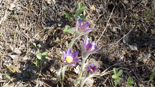 Первоцветы на Урале ! Панорама гор ! смотреть онлайн