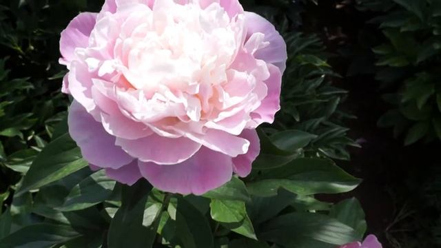 Пион PRINCESS JULIANA смотреть онлайн