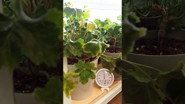 Зимовка зонартиков на утепленной лоджии.