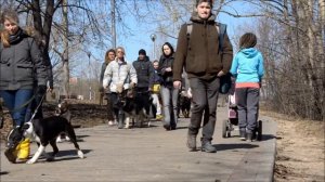 Дрессировка городских собак - прогулка по парку