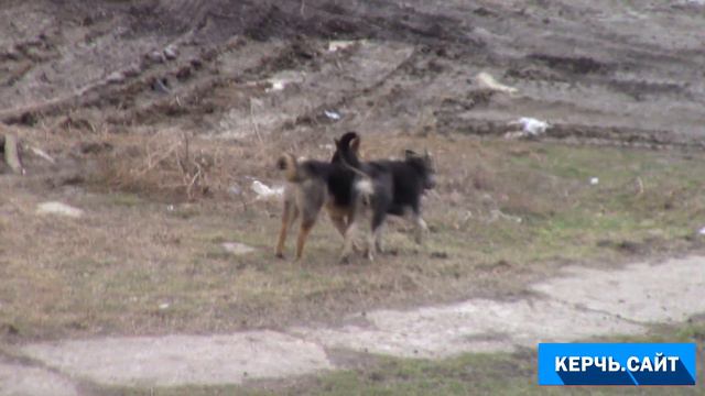 Собаки нападают на керчан смотреть онлайн