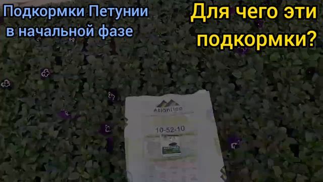 Мой способ подкормки Петунии от А до Я. ОЧЕНЬ ЛЕГКО и ПРОСТО/ Тагетисы самая сложная культура/ Всем смотреть онлайн