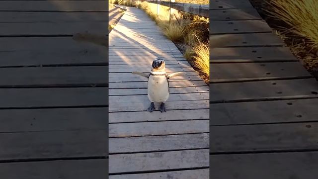 Pingüinos ,Punta Tombo,Argentina