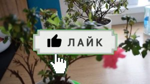 Поливаю и любуюсь цветом азалий  Азалии полив и цветение