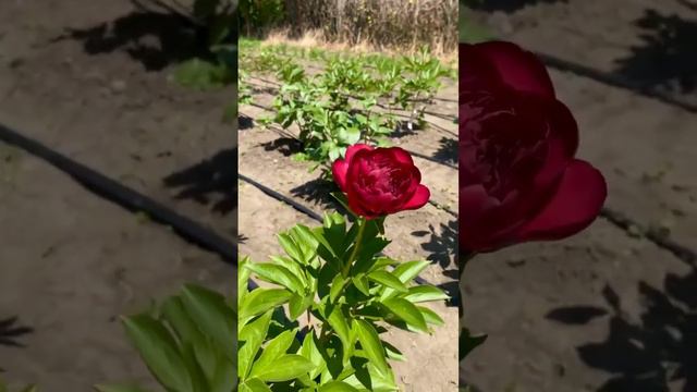 Пион “Old Faithful” потрясающий пион с красными бархатными лепестками. Пионы почтой на осень 2023г. смотреть онлайн