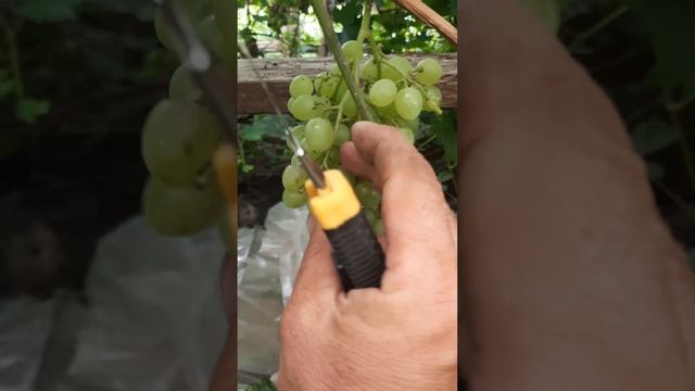 ВИНОГРАД КИШ МИШ ВОЛОДАР. смотреть онлайн