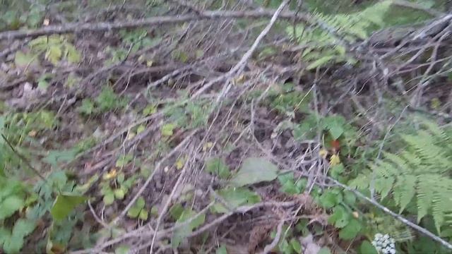 Собираем грибы Мокрые мохнатые жёлтые Грузди, Лисички, Подосиновики, Белые 1 августа. смотреть онлайн