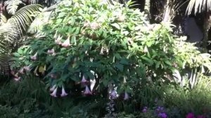 Brugmansia - Angel's Trumpet