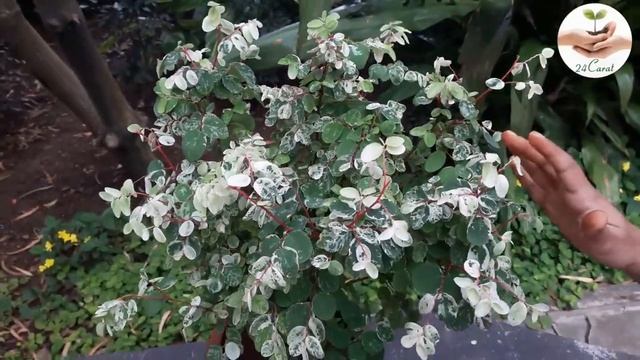 Snowbush Plant- Best Indoor, Outdoor Plant | How to care Breynia Nivosa Plant | 24Carat Gardening