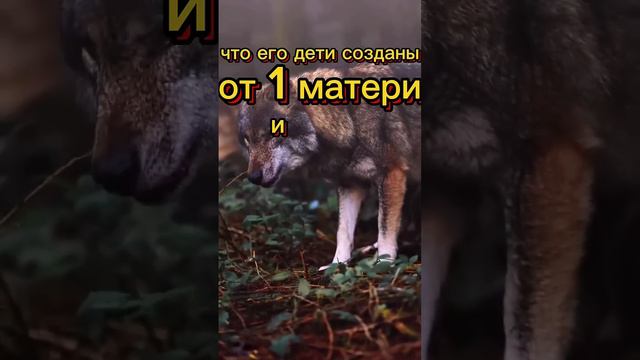 Проживи свою жизнь как волк . #motivation #волк #wolf  #интересно #интересныефакты #авызнали