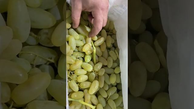 Виноград кишмиш дамский пальчик узбекский Азербайджанский супер сладкий смотреть онлайн