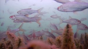 Подводный мир Байкала с глубины 5 метров. 13 апреля 2023 года залив Шида Малое море