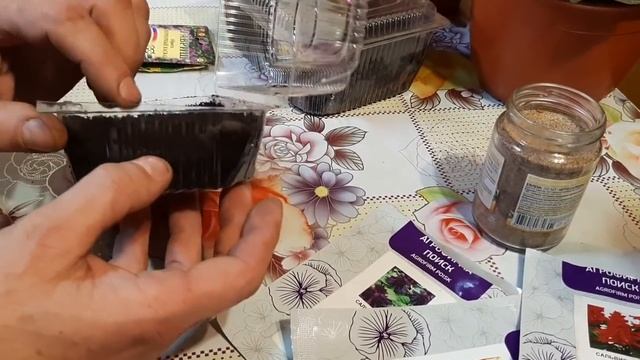 КАК ВЫРАСТИТЬ САЛЬВИЮ ИЗ СЕМЯН ДВУМЯ СПОСОБАМИ НЕПРИХОТЛИВЫЕ ЦВЕТЫ цветущие все лето сада