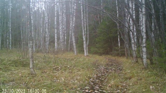 Лось европейский идёт по лесу_ФГБУ Нижне-Свирский заповедник