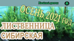 Лиственница сибирская Обзор интернет-магазина питомника "Хвойный дворик"