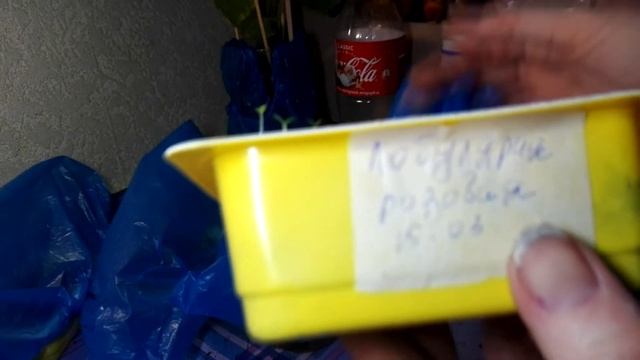 УНИКАЛЬНЫЙ ПОЛИВ РАССАДЫ!!! смотреть онлайн