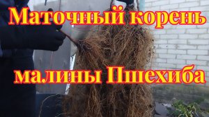 Маточный корень малины Пшехиба