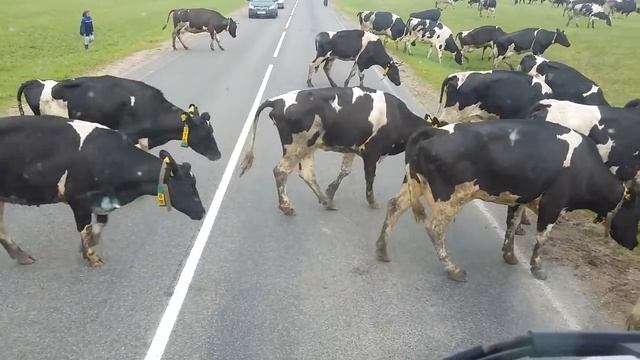 Что не так с этими коровами? Хромые коровы из-под Ивья смотреть онлайн