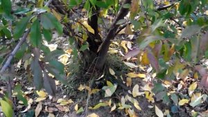 Персики в северных широтах. Советы по выращиванию.