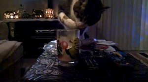 My Cat Loves Egg Nog