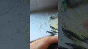 Попугай угодил в клеевую ловушку. Как правильно вычистить перья.