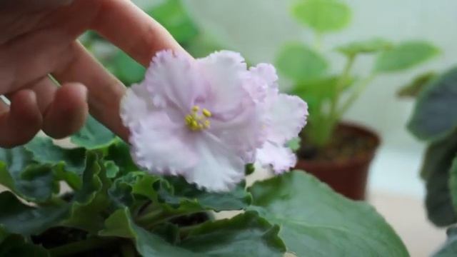 Фиалки (сенполии):зацветающие стартеры на новом стеллаже