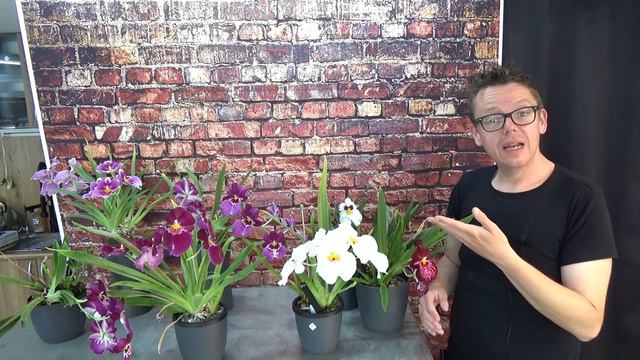 How to care for Miltoniopsis Orchids! Tips & Tricks....