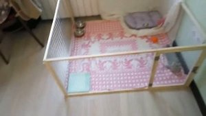 Вольер для щенка своими руками. Йорик освоился.